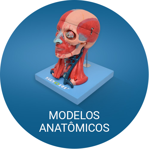 Modelos Anatômicos